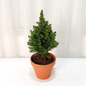 갑조네 사이프러스 스피츠베르겐