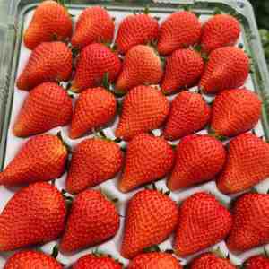 첫수확 새콤달콤 제철 논산 설향딸기 350g / 700g 난좌포장