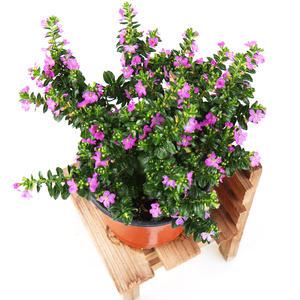 갑조네 구피아 꽃모음전 무료배 송