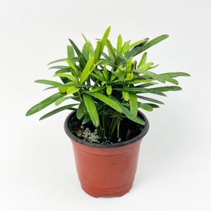 글라스가든 나한송 소품 실내공기정화 수경재배식물 키우기 쉬운 식물