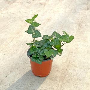 하트아이비 소형 모종 인테리어 공기정화식물