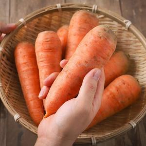 세척당근 강원도 제주 구좌 1 3 국내산 당근 상 중 혼합 kg