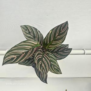 칼라데아 오나타 소품 공기정화 10-25cm 55