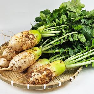 황가네농장 신선하고 맛있는 가을 다발무 4kg(10-15개내외) 매일수확