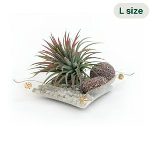 [무케렌시아][무케] 플랫츠_팟트레이L (클리어) + 틸란드시아 이오난사 공기정화식물