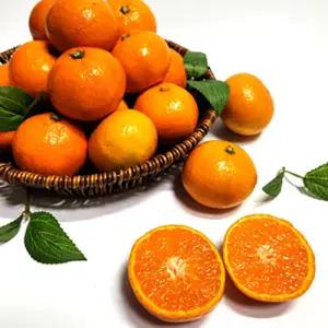 명절 설 선물세트 선물용 타이백 감귤 5kg