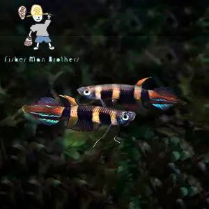 [힘찬열대어] 크라운킬리 4마리