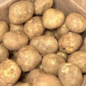 감자 국내산 수미 두백감자 햇 분감자 10kg