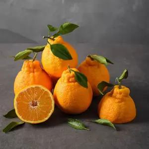 자연맛남 제주 고당도 한라봉 1.5kg 대과(5과내외)