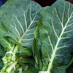 알뜰 국산 케일 2kg 쌈 케일 쌈 즙용케일 유럽피안 샐러드 채소 유럽채소 샐러드용채