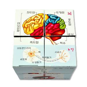 인체큐브퍼즐(10명세트) EDU-31309 / 과학 체험학습 실험키트