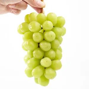 국내산 김천 고당도 샤인머스켓 4kg 6-7수