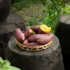 픽댓 여주 세척 베니하루카 꿀고구마 중 10kg (50-100g)