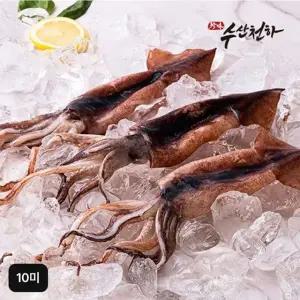 수산천하 더 커진 국내산 손질 통오징어 10미