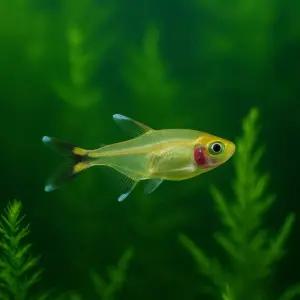 실버팁 테트라 5마리