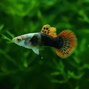 드래곤 구피 2쌍