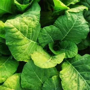 [산해직송] 국내산 주스용 유기농 케일 5kg