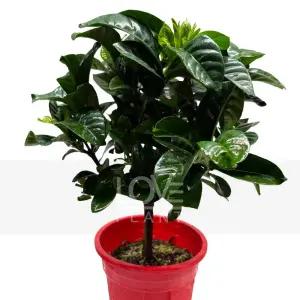 외목꽃치자 치자 나무 꽃 달콤한 향기 공기정화 식물 키우기 인테리어 소품 화분