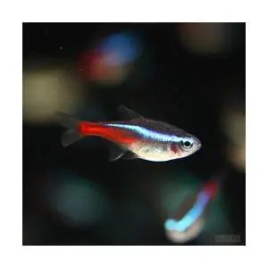 네온 테트라 (5마리)