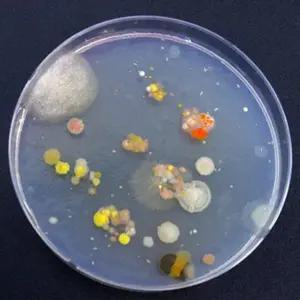 [셀러허브]씻지않은 손 세균 관찰가능한 배지만들기10p K00053 (S31268450)