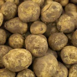 [산 지 직 송 연구소] 농가돕기 노마진 특 가 실속 대용량 감자 5kg 중개당 50g 내외