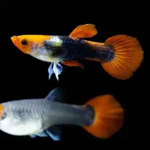 [주니멀열대어][고정구피] 코이턱시도 구피 1쌍관상어