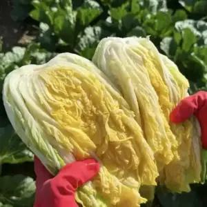 국내산 해남 절임배추 신안천일염 절임배추20kg