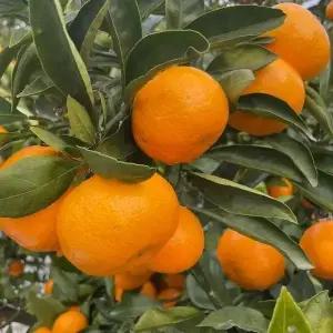 제주 귤 노지 조생 타이벡 감귤 9kg 중과(M)