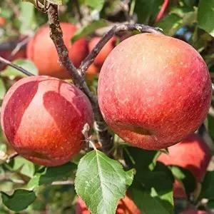 [더자인]달콤한 경북 제철 부사사과 5kg 17-23과