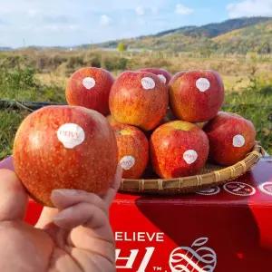 예산 아삭하고 달콤한 가정용 엔비사과 2kg 중소과 (11과내외)