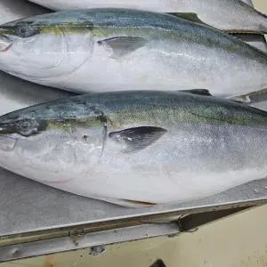 자연산 제철 대방어 회 필렛 500g 진공포장 택배