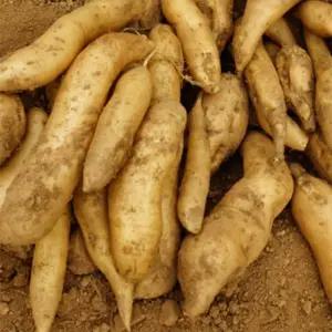 [남도愛] 국산 생야콘 3Kg (특품)