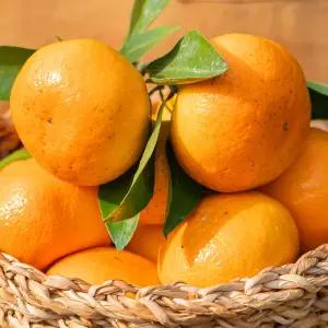고당도 효돈감귤 4.5kg 실중량 로얄과 가정용 못난이
