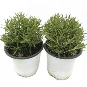 (말랑)베하몰 실내 화초 1+1 로즈마리 허브 약7cm 재배 식물 키우기 기르기