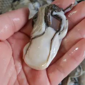 당일작업 통영 신선한 생굴 2kg 중사이즈 깐굴