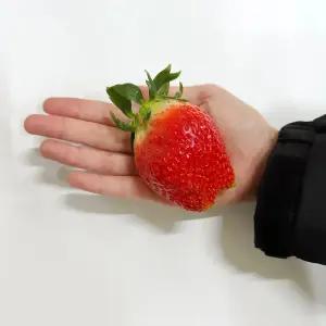 킹스베리 딸기 500g 내외