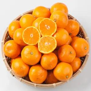 청정 제주 타이백 감귤 5kg