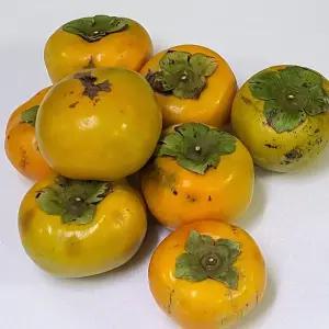 가성비 끝내주는 가정용 비품 경남 단감 10kg 대과