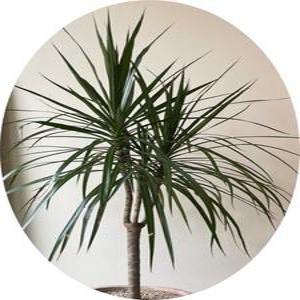 마지나타/마지난타/드라세나/Dracaena marginata/50cm/플랜테리어/반려식물