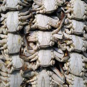 국산꽃게 10kg 가을숫꽃게(중)