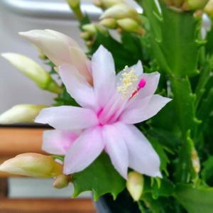 [소나무길]눈꽃 게발선인장 개발 꽃 실내장식 1851