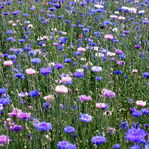 수레국화 혼합 씨앗 1kg / 야생화씨앗 전문 도매 온라인샵