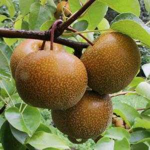 광양 참 산돌배, 황금 산돌배 5kg 외