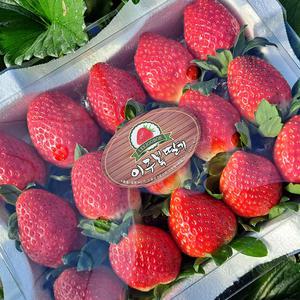 이주복딸기 생과/특품1kg/특품2kg /당일수확/설향딸기/이주복농장