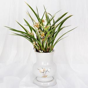 당일 꽃배달 승진 화분 개업 축하난 선물 동양란 E540