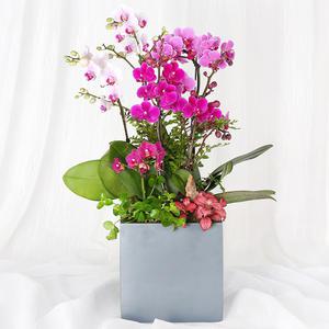 당일 꽃배달 승진 화분 개업 축하 고급 사랑의 혼합 서양란 H483