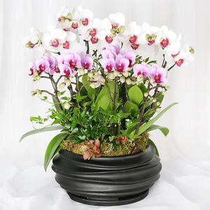 당일 꽃배달 승진 화분 개업 축하 고급 감사의 투톤 서양란 H482