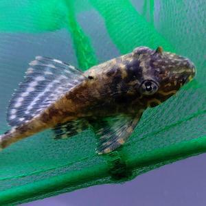 [신세계수족관] 청소물고기 골든 스트립 비파 1마리