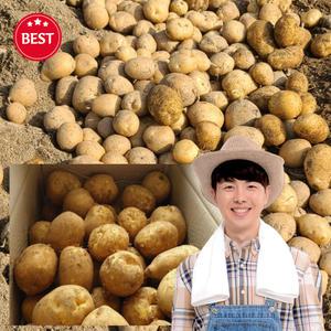 강원도 햇감자 설봉감자 상 사이즈 5kg 10kg  5키로 10키로 카스테라 분 포슬포슬 포근포근