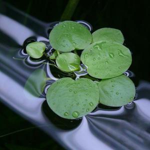 아마존 프로그비트 3뿌리